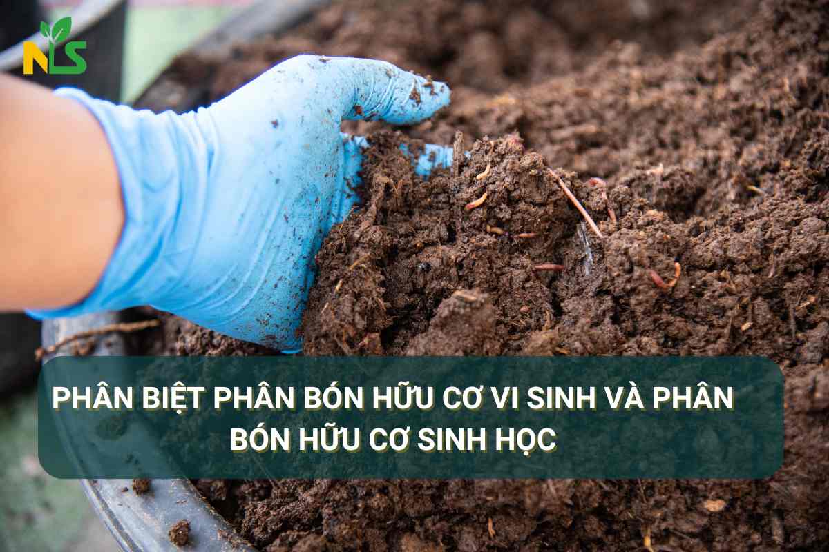 Phân biệt phân bón hữu cơ vi sinh và phân bón hữu cơ sinh học