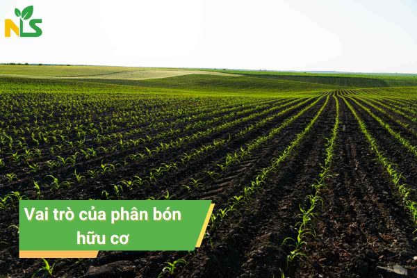 Vai trò của phân bón hữu cơ