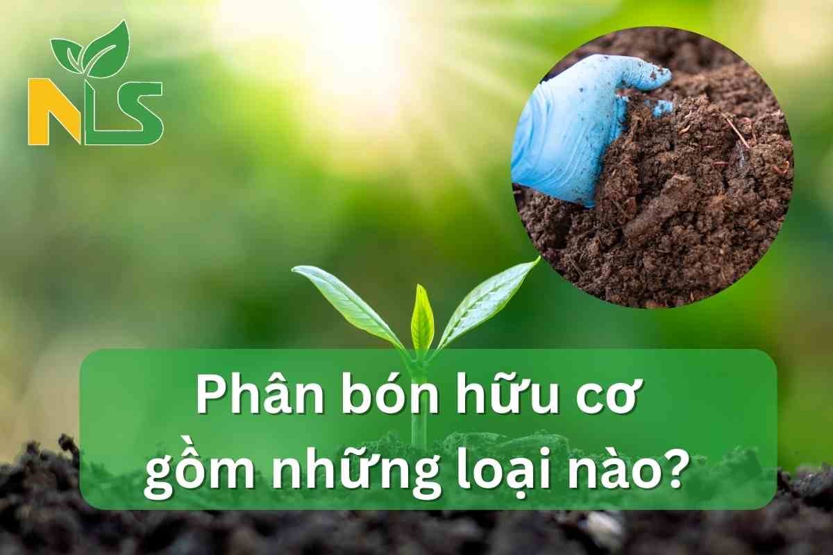 Phân bón hữu cơ gồm những loại nào?