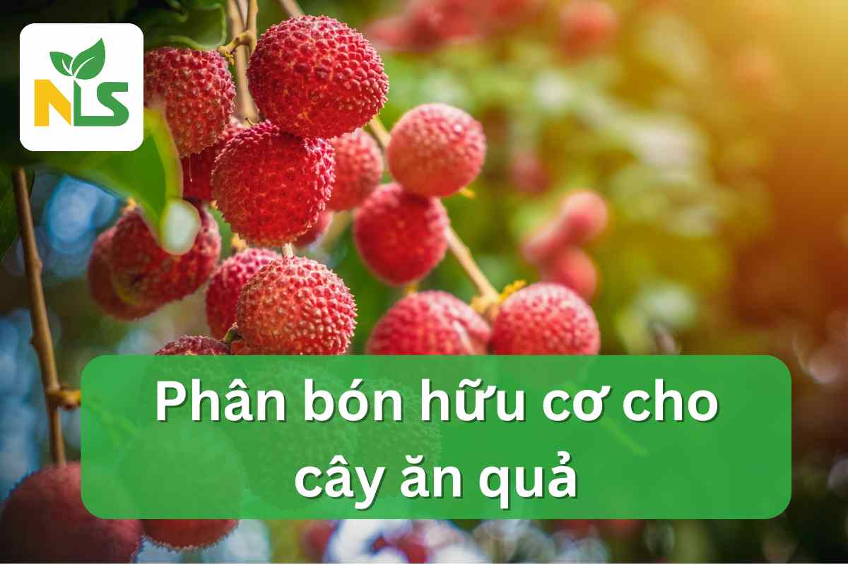 Phân bón hữu cơ cho cây ăn quả